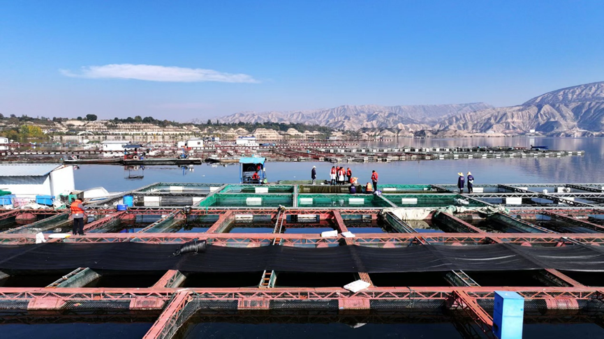 党媒联动｜黄河好鱼知道(图12)